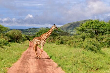 Giraffes in the Tsavo East, Tsavo West and Amboseli National Park in Kenyaの写真素材