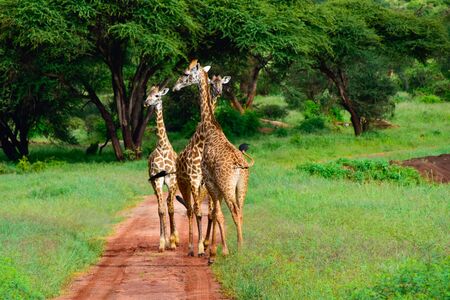 Giraffes in the Tsavo East, Tsavo West and Amboseli National Park in Kenyaの写真素材
