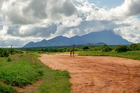 Giraffes in the Tsavo East, Tsavo West and Amboseli National Park in Kenyaの写真素材