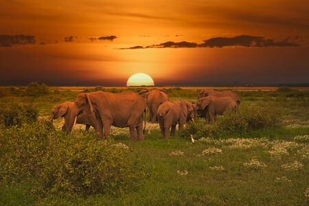 Elephants and sunset in the Tsavo East and Tsavo West National Park in Kenyaの写真素材