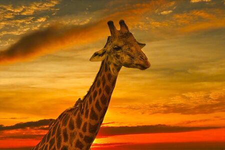 Giraffes and sunset in the Tsavo East and Tsavo West National Park in Kenyaの写真素材