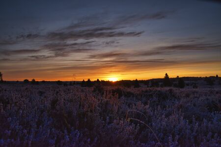 Golden autumn in the L?neburg Heath near Undelohの写真素材