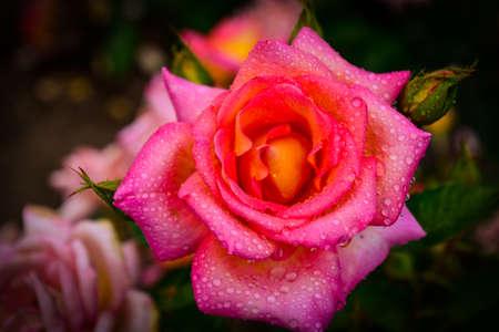 Beautiful roses of different colors with water dropsの写真素材
