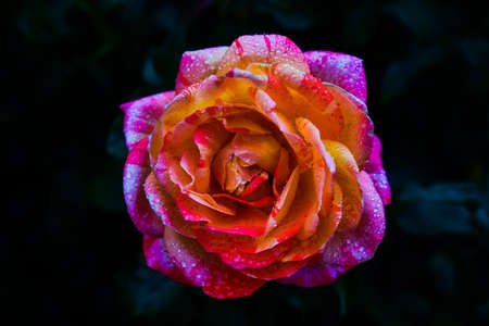 Beautiful roses of different colors with water dropsの写真素材