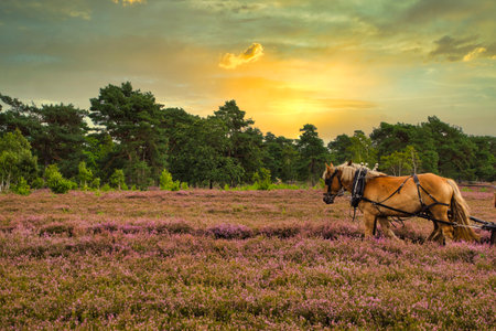 Sunrise Sunset in the LÃ¼neburg Heathの写真素材