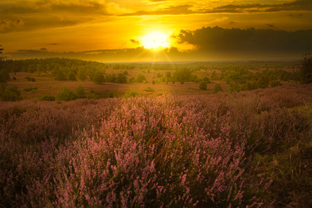 Sunrise Sunset in the LÃ¼neburg Heathの写真素材