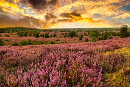 Sunrise Sunset in the LÃ¼neburg Heathの写真素材