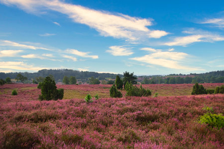Heath bloom in the LÃ¼neburg Heath near Bispingenの写真素材