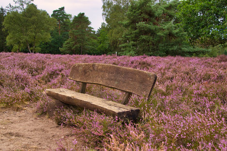 Heath bloom in the LÃ¼neburg Heath near Bispingenの写真素材