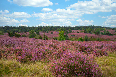 Heath bloom in the LÃ¼neburg Heath near Bispingenの写真素材