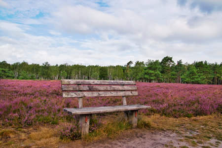 Heath bloom in the LÃ¼neburg Heath near Bispingenの写真素材