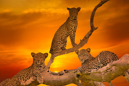 Africa sunrise and sunset with leopards