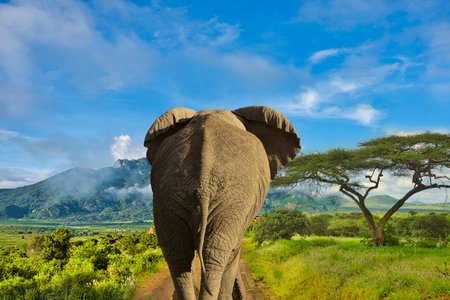 Elephants and sunset in Tsavo East and Tsavo West National Park in Kenyaの写真素材