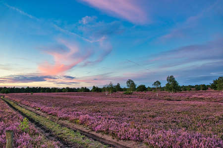 The heather blossom in the LÃ¼neburg Heath near Undeloh