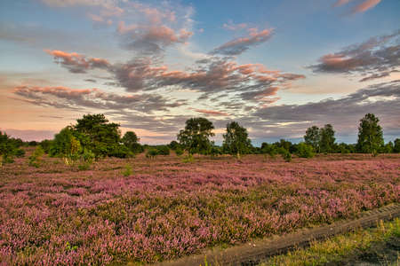 The heather blossom in the LÃ¼neburg Heath near Undeloh