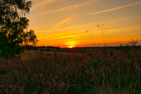 The heather blossom in the LÃ¼neburg Heath near Undelohの写真素材