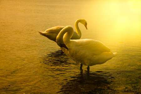Beautiful white swan in the water and sunlightの写真素材