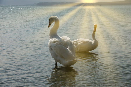 Beautiful white swan in the water and sunlightの写真素材