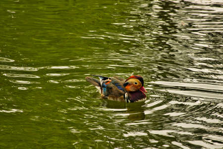 Colorful mandarin duck in the water in the great outdoorsの写真素材