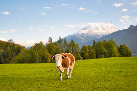 Cattle on pasture in the Alps in Bavaria and Austria