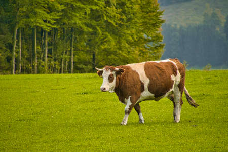 Cattle on pasture in the Alps in Bavaria and Austriaの写真素材