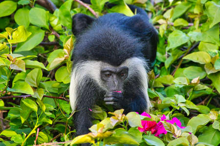 Monkeys in a hotel complex in Kenya