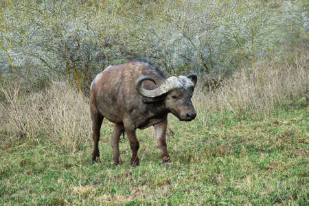 Buffalo in the National Park Tsavo East, Amboseli, Samburu, Nakuru, and Tsavo West in Kenya