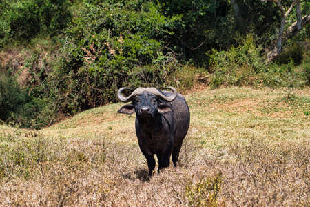 Buffalo in the National Park Tsavo East, Amboseli, Samburu, Nakuru, and Tsavo West in Kenya