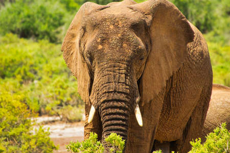 Elephants in the Amboseli National Park, Tsavo East and Tsavo West in Kenya
