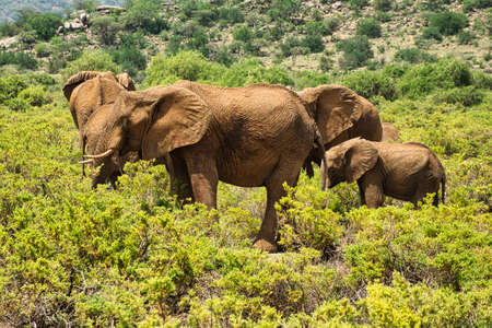 Elephants in the Amboseli National Park, Tsavo East and Tsavo West in Kenya