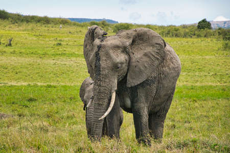 Elephants in the Amboseli National Park, Tsavo East and Tsavo West in Kenya