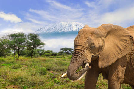 Elephants in the Amboseli National Park, Tsavo East and Tsavo West in Kenyaの写真素材