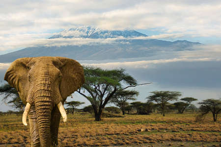Elephants and Mount Kilimanjaro in Amboseli National Parkの写真素材