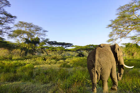 Elephants in the Amboseli National Park, Tsavo East and Tsavo West in Kenyaの写真素材