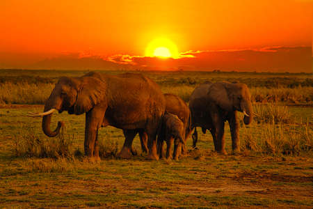 Elephants in the Amboseli National Park, Tsavo East and Tsavo West in Kenyaの写真素材