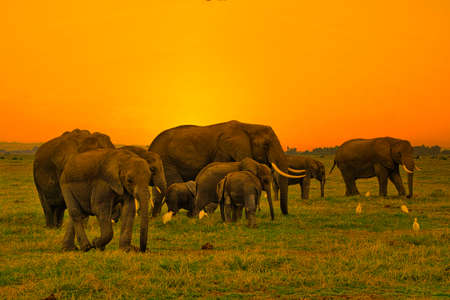Elephants in the Amboseli National Park, Tsavo East and Tsavo West in Kenyaの写真素材