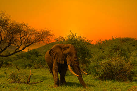 Elephants in the Amboseli National Park, Tsavo East and Tsavo West in Kenyaの写真素材
