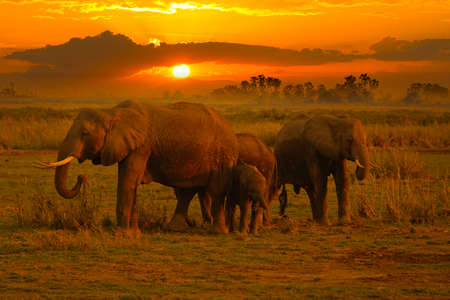 Elephants in the Amboseli National Park, Tsavo East and Tsavo West in Kenyaの写真素材