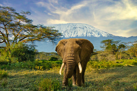 Elephants in the Tsavo East and Tsavo West National Parks in Kenya