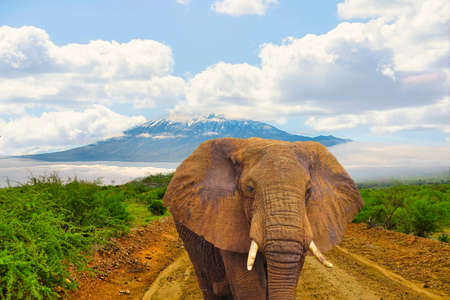 Elephants in the Tsavo East and Tsavo West National Parks in Kenyaの写真素材