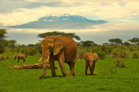 Elephants and Mount Kilimanjaro in Amboseli National Parkの写真素材