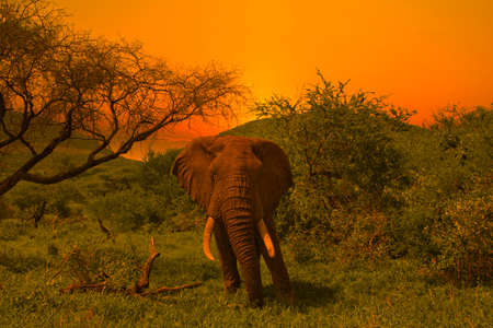 Elephants in the Tsavo East and Tsavo West National Parks in Kenya