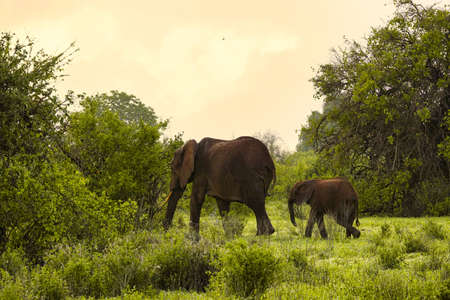 Elephants in the Amboseli National Park, Tsavo East and Tsavo West in Kenyaの写真素材
