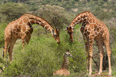 Giraffes in the Tsavo East, Tsavo West and Amboseli National Parks in Kenyaの写真素材