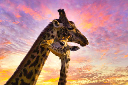 Giraffes and sunset in Tsavo East and Tsavo West National Park in Kenya