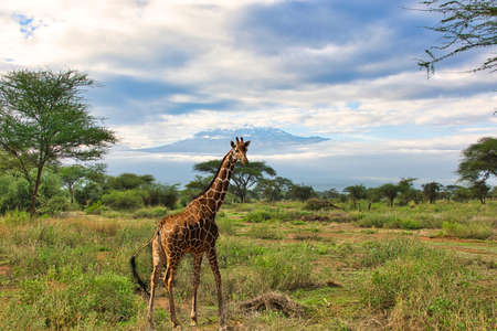 Giraffes and Mount Kilimanjaro in Amboseli National Parkの写真素材