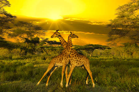 Giraffes and sunset in Tsavo East and Tsavo West National Park in Kenyaの写真素材