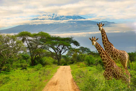 Pictures of the snow-covered Kilimanjaro in Kenya