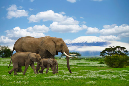 Elephants and Mount Kilimanjaro in Amboseli National Parkの写真素材