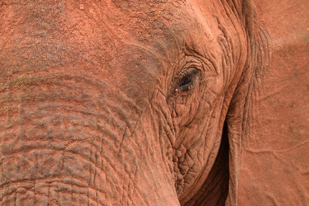 Close up of an African elephant in the Chobe National Park, Botswana, Africaの写真素材